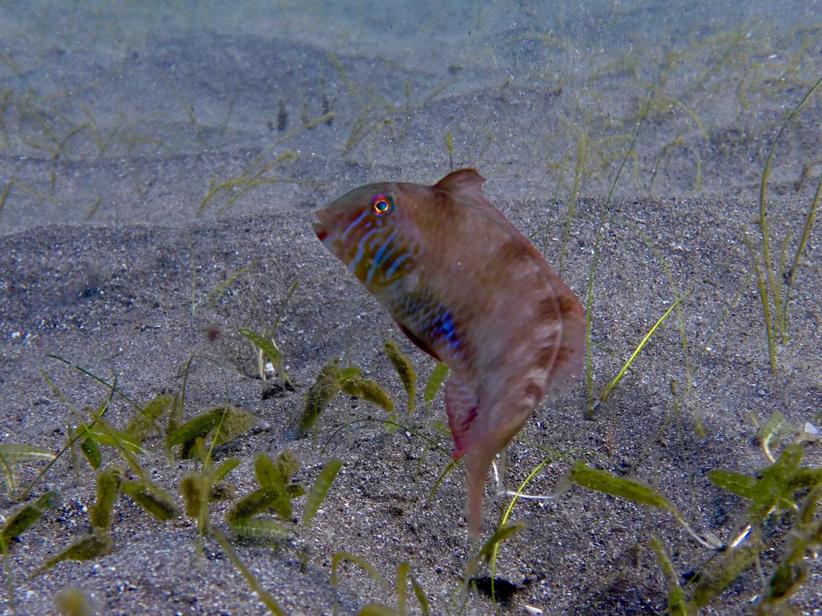 Quel est ce poisson?