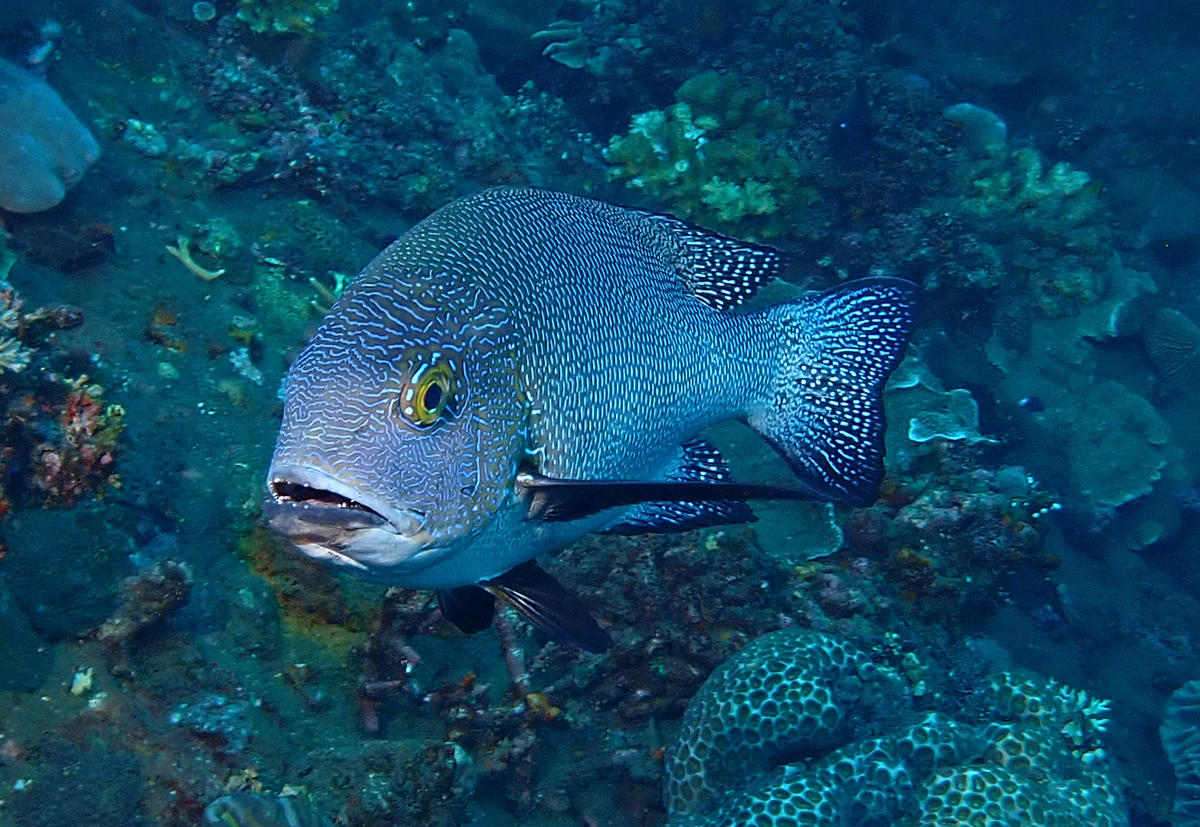 quel est ce poisson ?