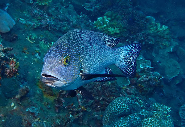 quel est ce poisson ?