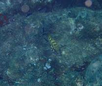 Quel est ce poisson ?
