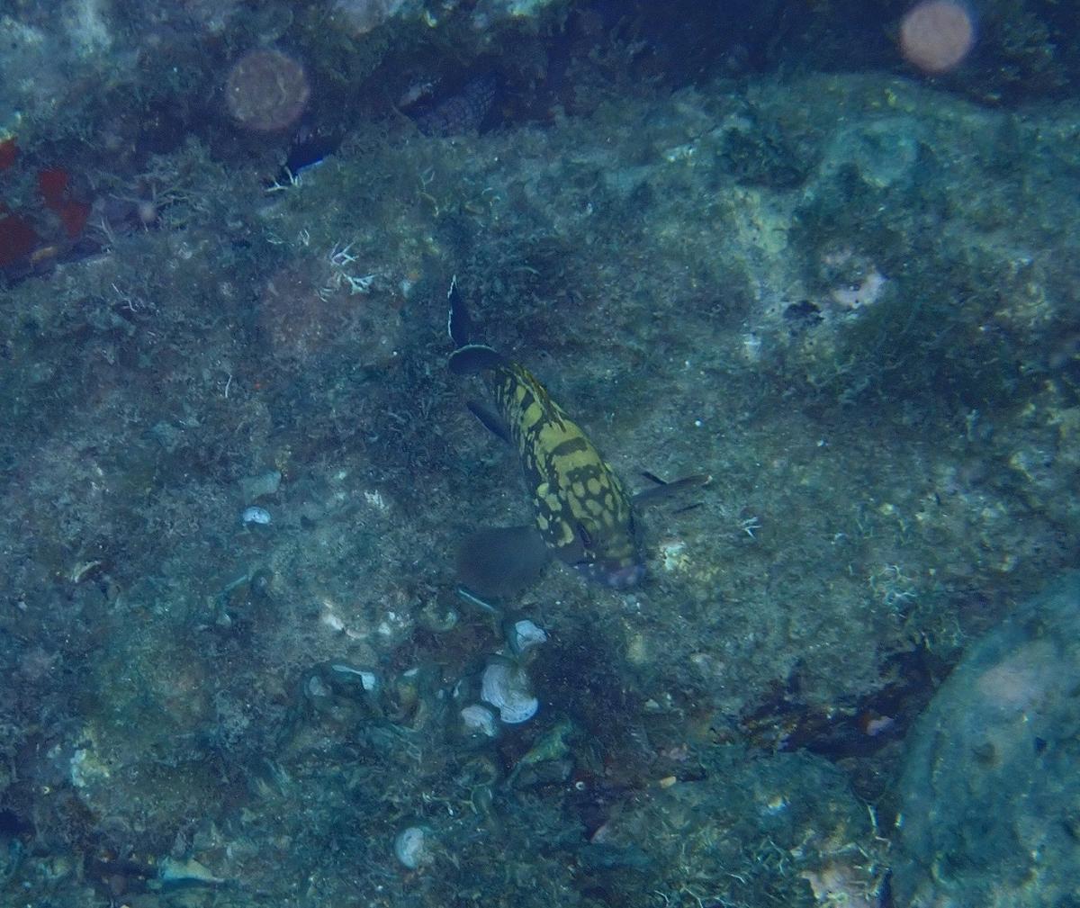 Quel est ce poisson ?