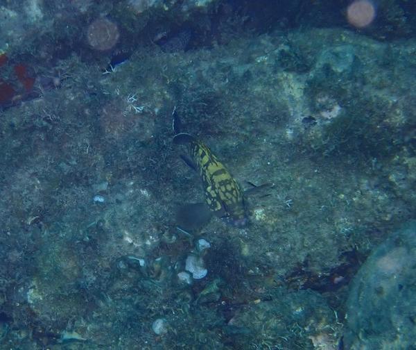 Quel est ce poisson ?