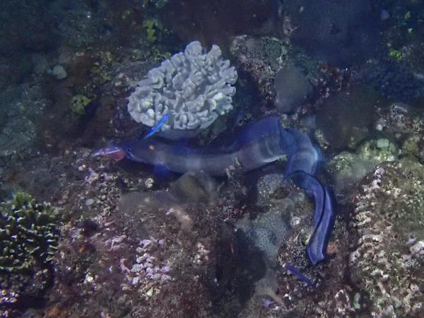 Quel est ce poisson?