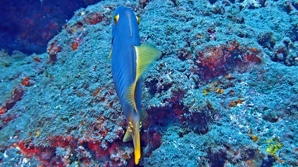 Quel est ce poisson à paires d'éperons jaunes ?