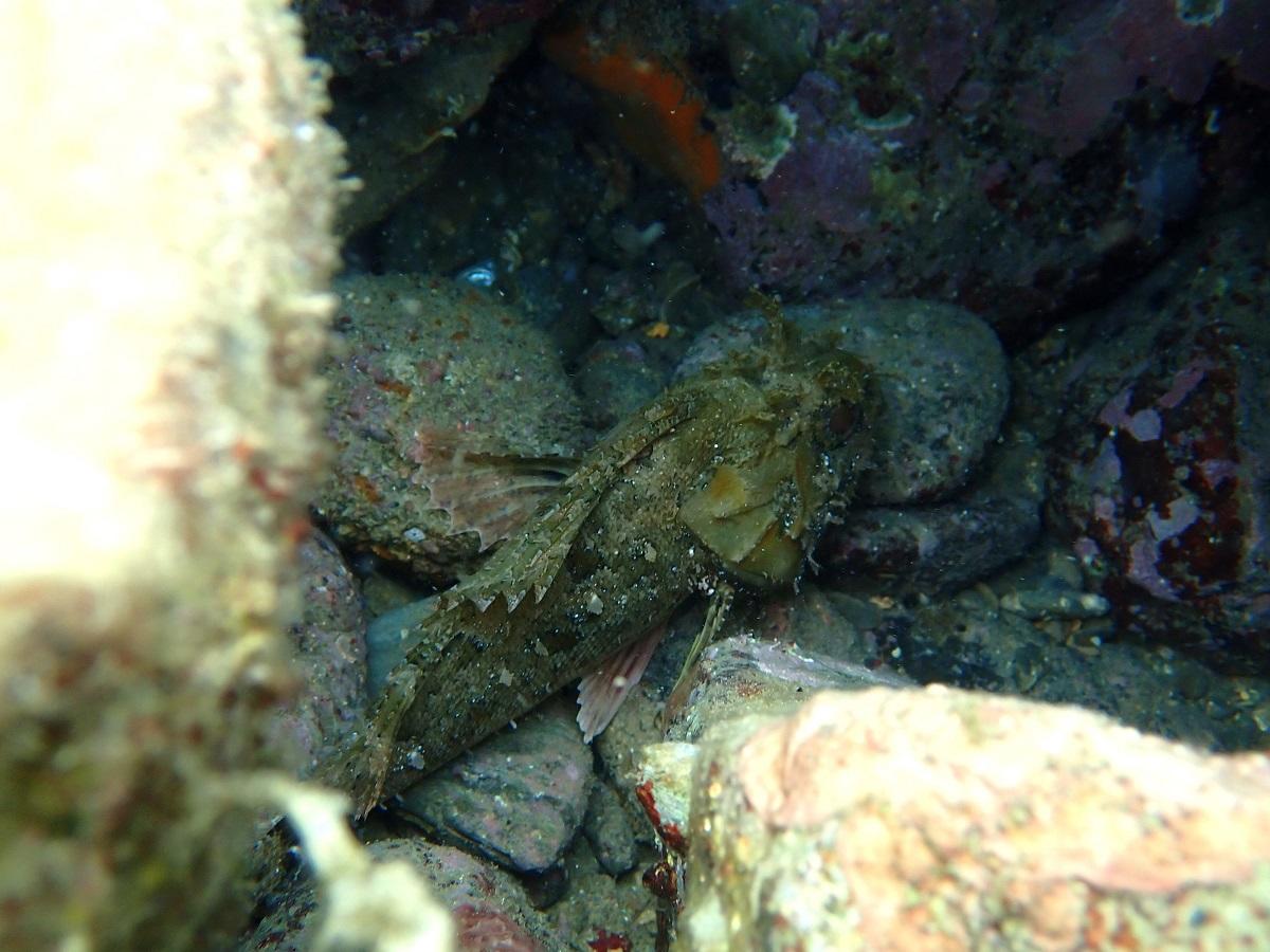 Quel est ce poisson de roche ?
