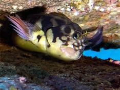 Quel est ce poisson des Canaries ?