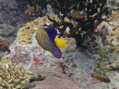 Quel est ce poisson en bas à droite ou tout du moins sa famille  ...