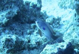 quel est ce poisson, la tâche bleue me pose des questions