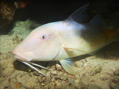 Quel est ce poisson (Mer rouge) ?