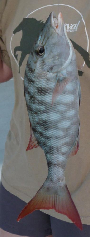 quel est ce poisson pêché aux maldives ?