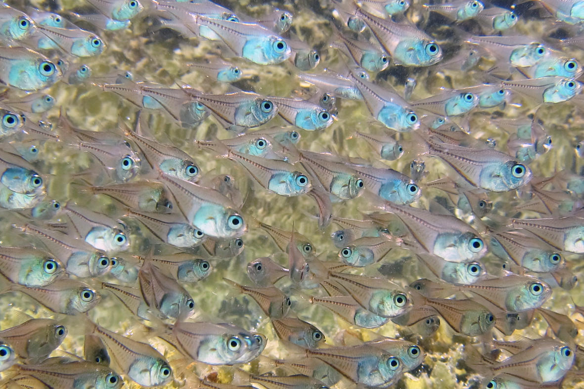 Quel est ce poisson Pempheridae de Mayotte ?