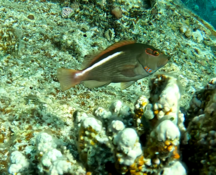 Quel est ce poisson que se cache dans un corail ?