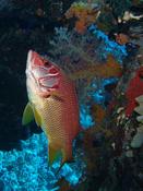 Quel est ce poisson rouge de la Mer Rouge