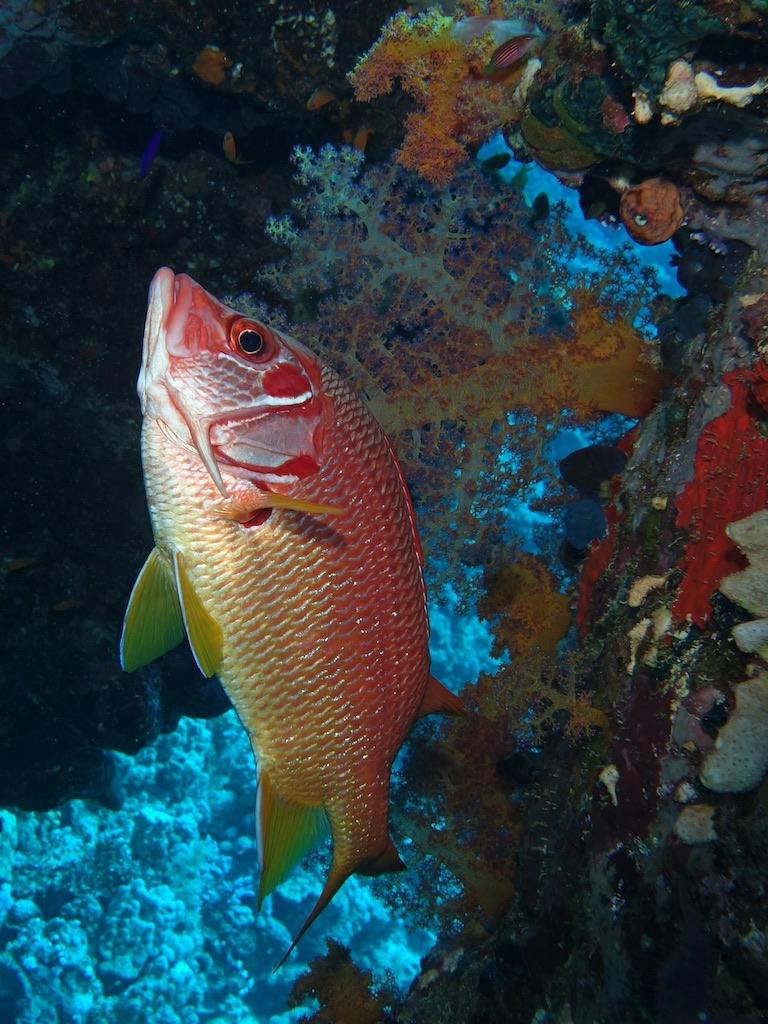 Quel est ce poisson rouge de la Mer Rouge