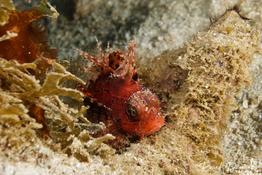 Quel est ce Poisson scorpion ? 
