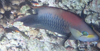 Quel est ce poisson superbe des maldives ?