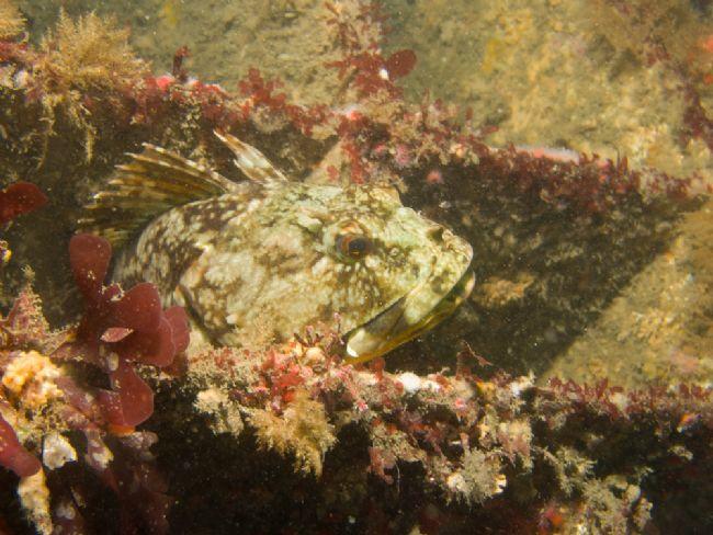 Quel est ce poisson ?