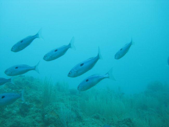 Quel est ce poisson ?