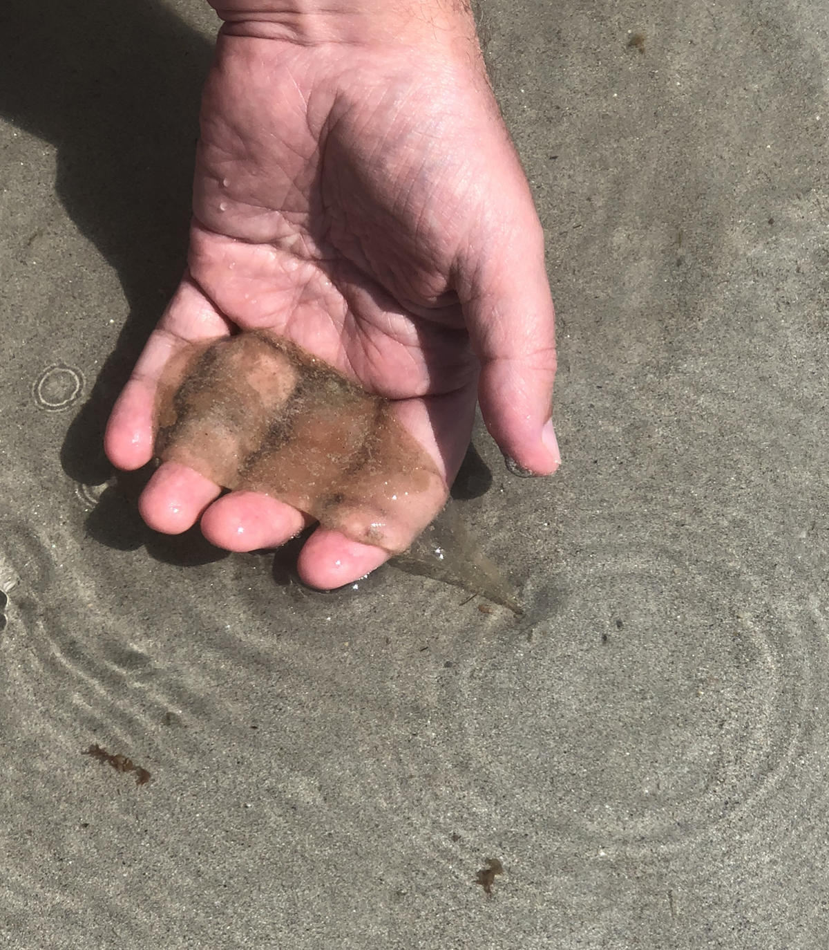 Quel est ce sac gélatineux solidement ancré dans le sable?