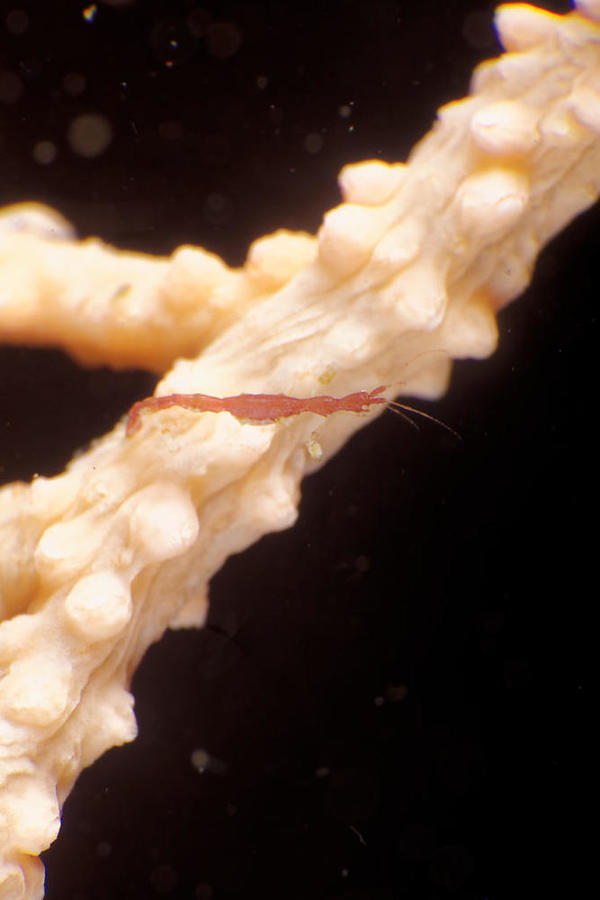 Quel est ce supposé arthopode sur cette Eunicella verrucosa ?