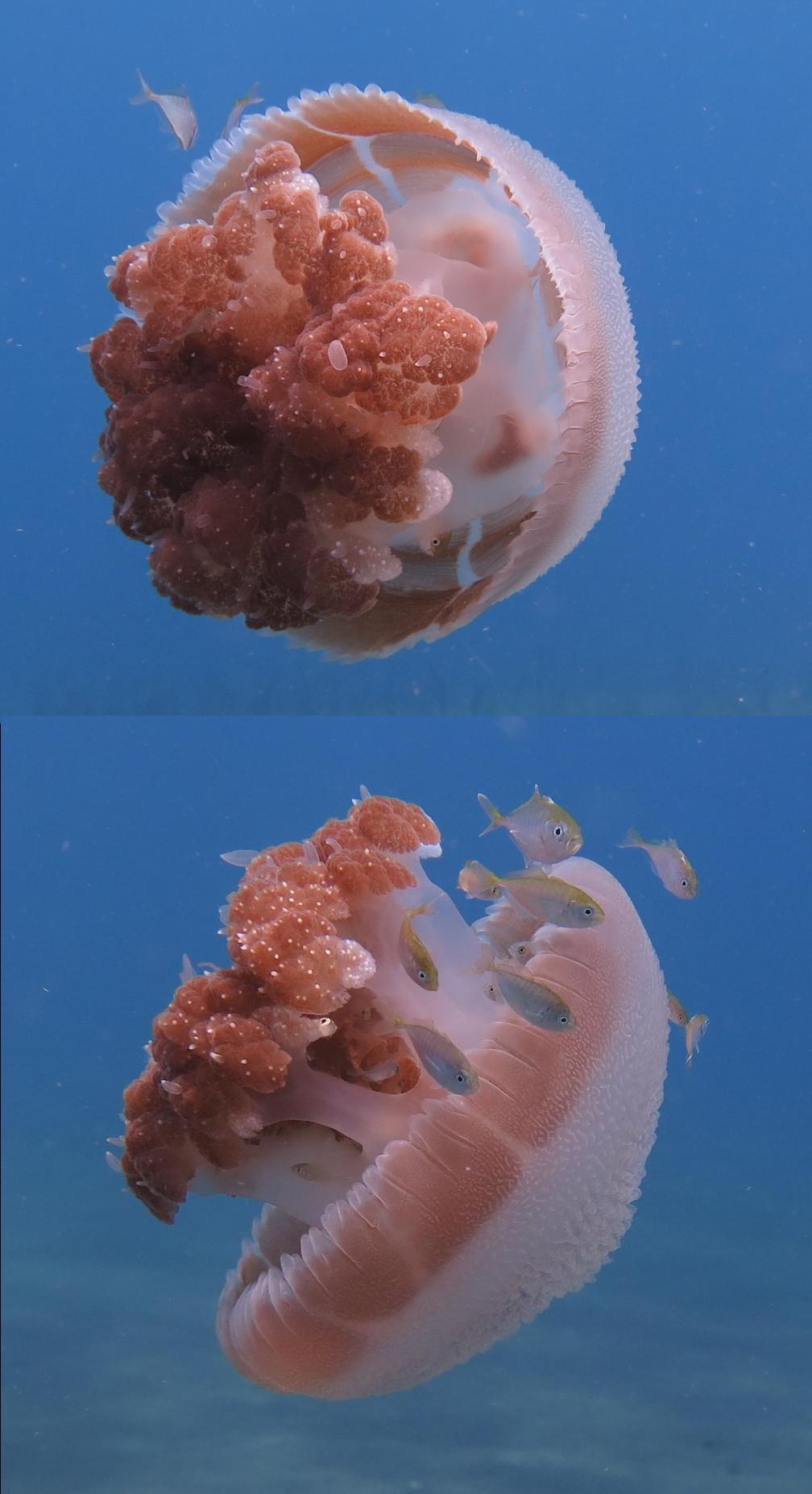 <p>J'ai d'autres photos si ça peut aider, et même une vidéo.</p><p>On peut même voir des petits poissons qui se réfugient même à l'intérieur.</p>