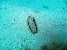 Quel est ce ver de mer  à poils sur le sable Corse ? 