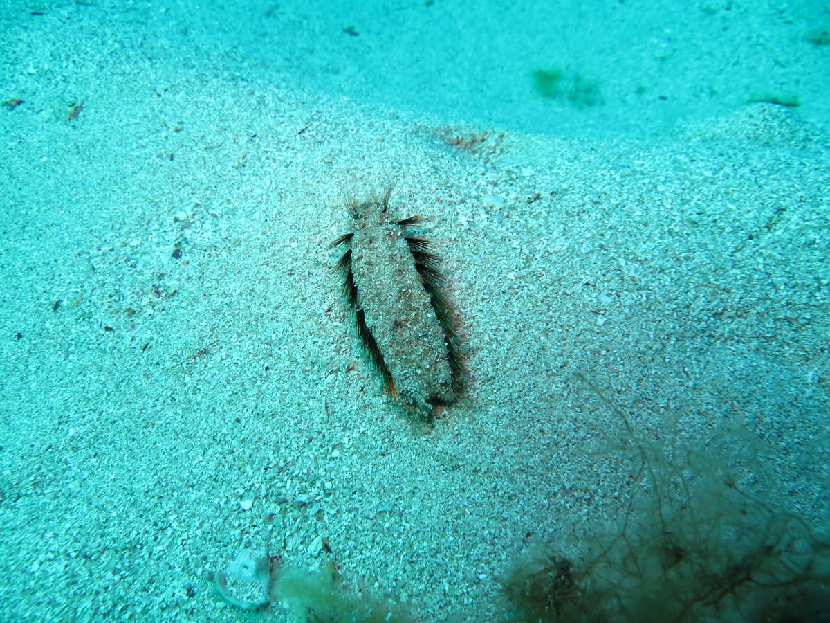 Quel est ce ver de mer  à poils sur le sable Corse ? 