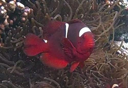 quel est cet amphiprion ?