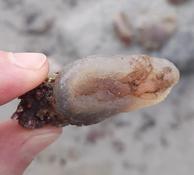 Quel est cet animal ?