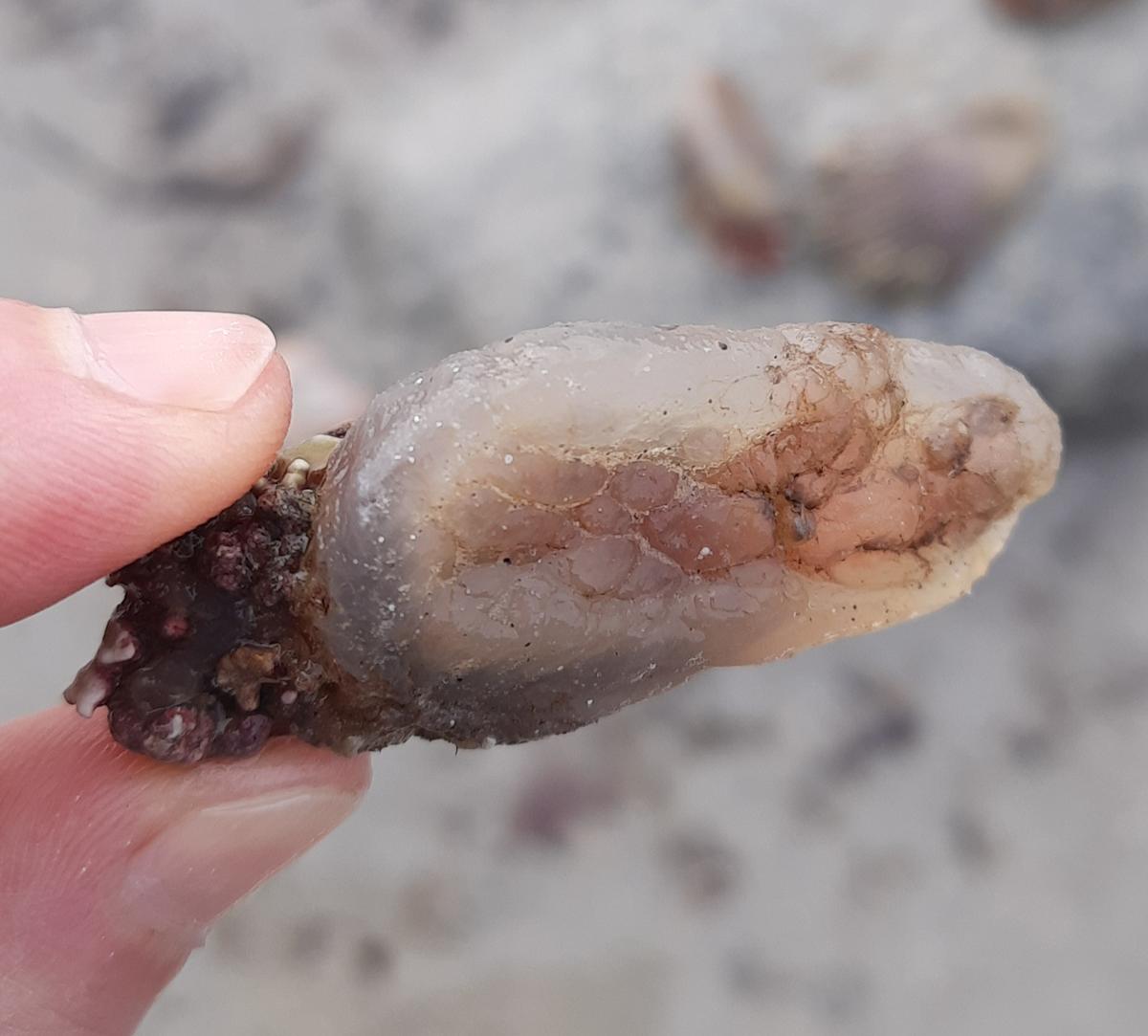 Quel est cet animal ?