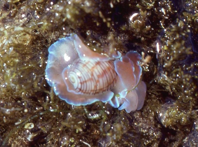 <p>Bonjour. Cet animal est un opisthobranche :<em> Hydatina phisis</em><em>.</em></p>