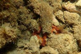 quel est cet animal avec ces petites tentacules orange en périphérie ?