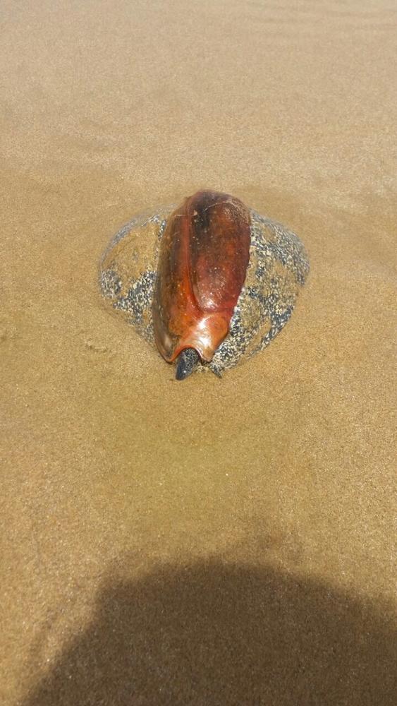 Quel est cet animal marin trouvé sur la côte atlantique ?