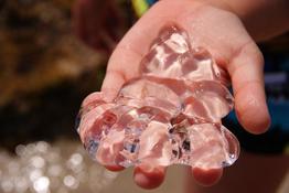 quel est cet animal ou reste formant un amas gluant transparent ?