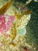 Quel est cet ensemble points blancs ?