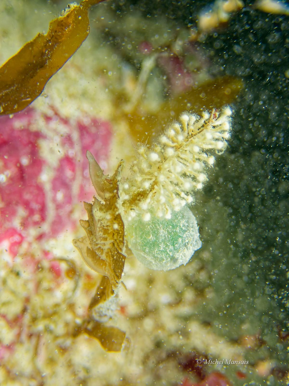 Quel est cet ensemble points blancs ?