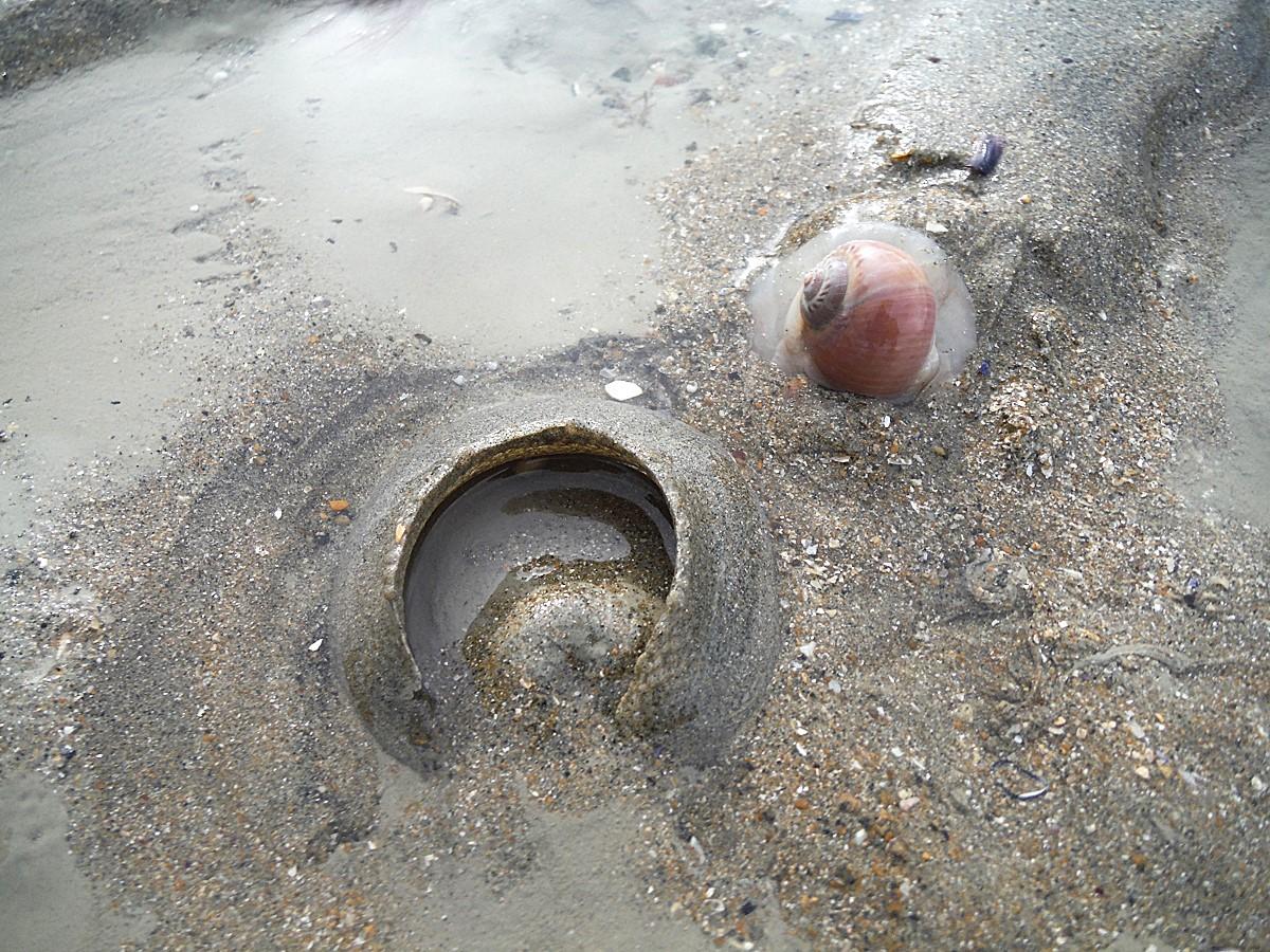 <p>Bonjour,</p><p>Voici<em> Euspira catena</em> et sa ponte. Moins d'une minute après, le mollusque s'était enfoui.</p>