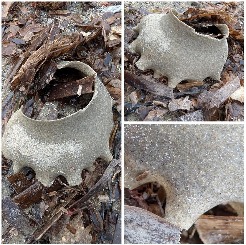 <p>Bonjour Pierre, merci.</p><p>On voit effectivement très bien sur ces photos à quoi ressemble la ponte de <em>Euspira catena</em>. Et quand on le...