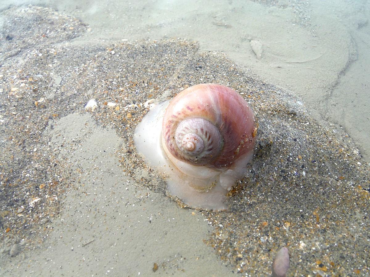 <p>L'auteur de la ponte de profil pour montrer qu'il s'agit bien d<em>'Euspira catena</em>.</p>