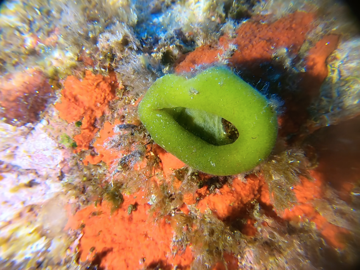 quel est cette algue en forme d'anneau ?