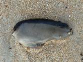 Quel est cette animal ? Lièvre de mer ?
