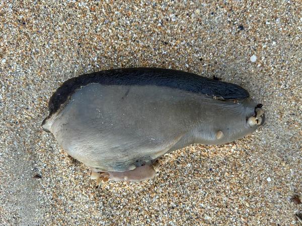 Quel est cette animal ? Lièvre de mer ?