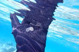 quel est cette composition gélatineuse et annelée avec des petits points blanc qui dérive en flottant ?