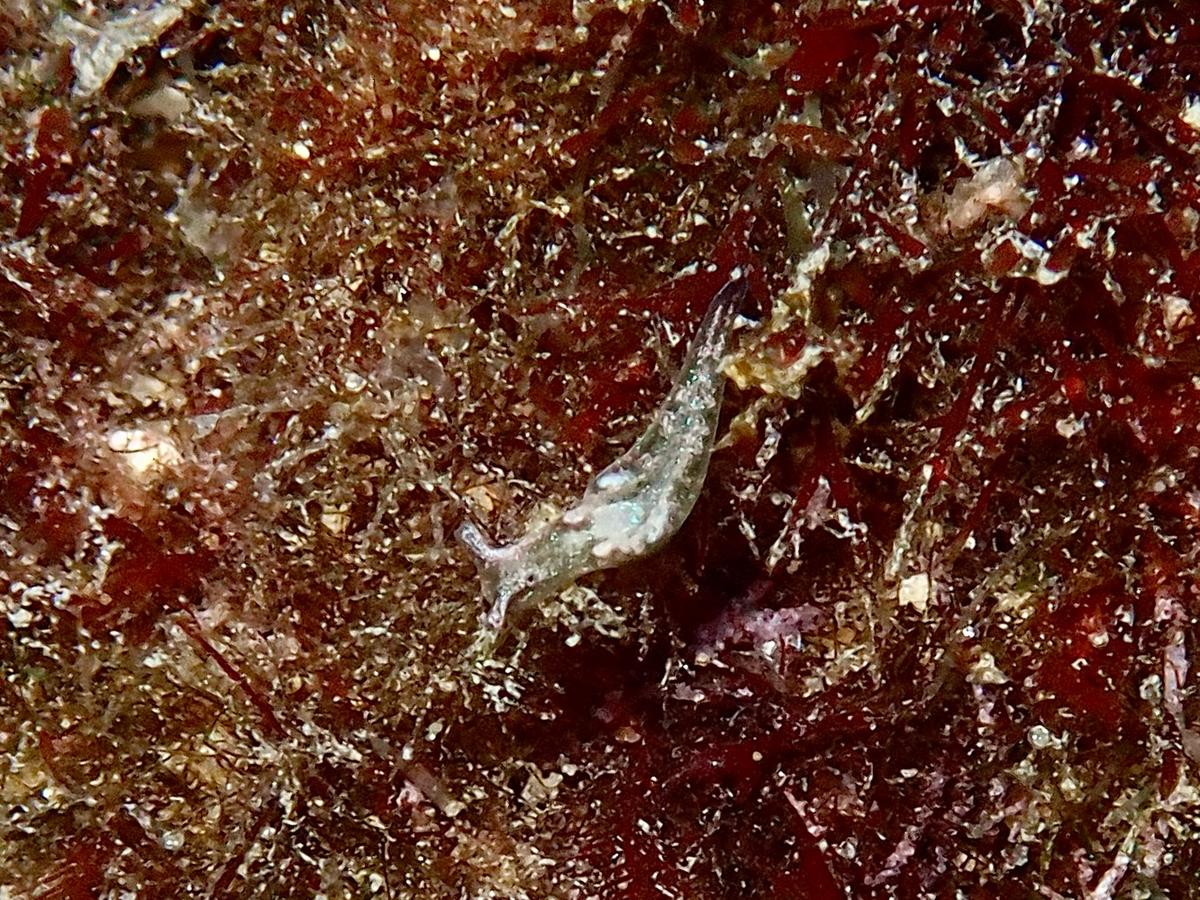 Quel est cette minuscule limace?