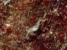 Quel est cette minuscule limace? (Méditerranée)