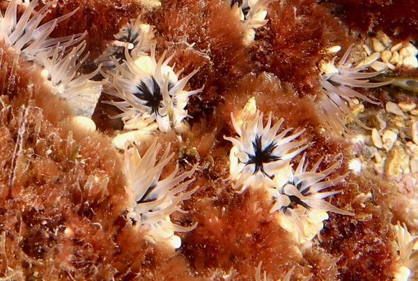 Quel est cette petite anémone ?