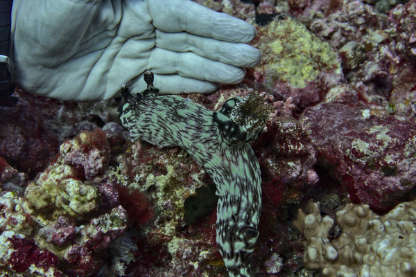 Quel est donc ce nudibranche ?