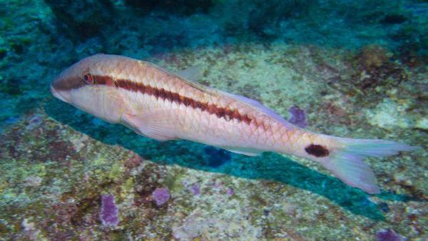 Quel est donc ce poisson ?