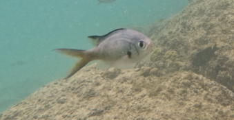 Quel est donc ce poisson?
