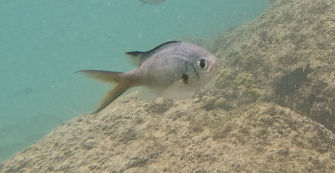 Quel est donc ce poisson?